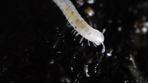 Mladí Stonožky Zem Diplopoda Miriapode — Stock video