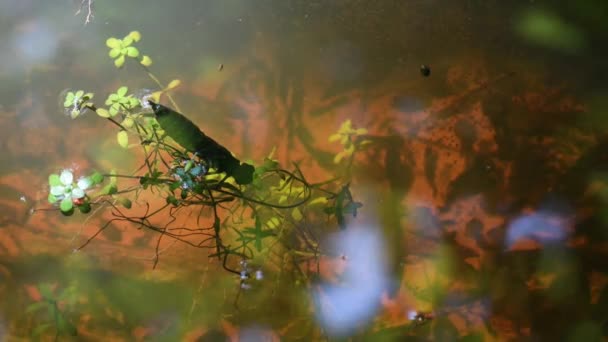 在池塘里的蜻蜓幼虫 池塘里有和水蚤 — 图库视频影像