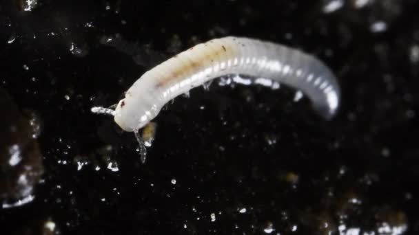 Молодий Багатоніжки Землі Diplopoda — стокове відео