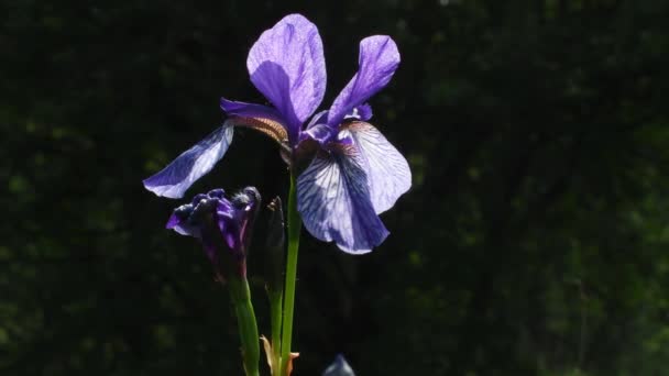 Iris Sibirica Íris Siberiana Bandeira Siberiana Parque Regional Rio Ticino — Vídeo de Stock