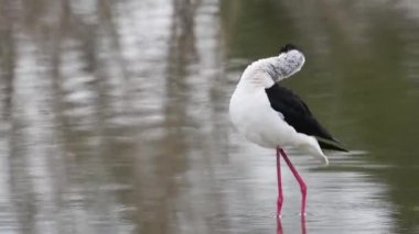 Bataklık tahta bacaklar (Himantopus himantopus)