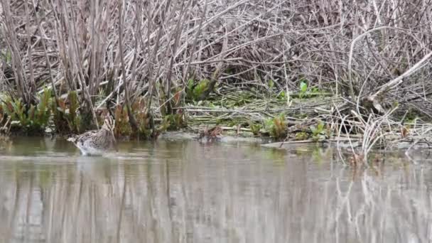 狙击手 加里纳戈加里纳戈 正在沼泽中进食 — 图库视频影像