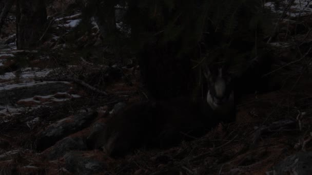 Chamois Rupicapra Rupicapra Nella Notte — Video Stock