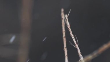 Karlı havada ağaç dalları