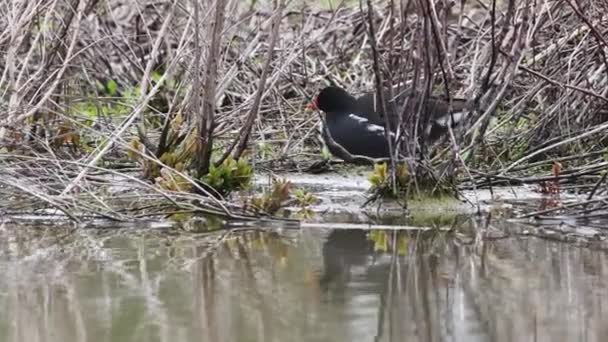 Gallinas Gallinula Chloropus Borde Del Agua — Vídeo de stock