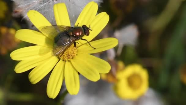 Voler Sur Fleur Jaune Dans Jardin — Video