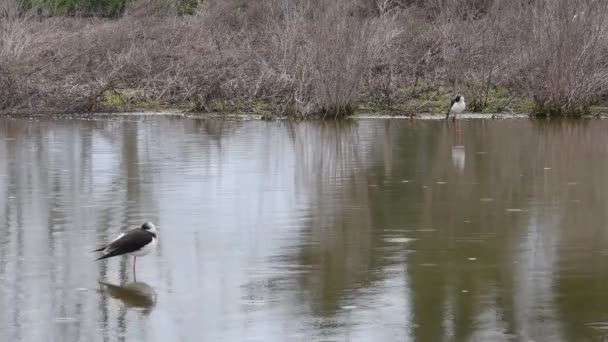Stilts Himantopus Himantopus Estão Alimentando Uma Lagoa — Vídeo de Stock