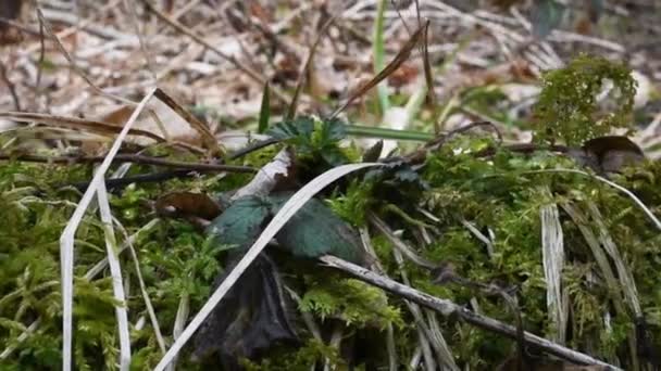 Vegetação Rasteira Início Primavera Folhas Mortas Madeira Primavera Boneca — Vídeo de Stock