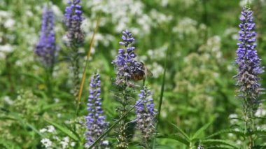 Bahçesinde arılar olan güzel çiçekler.