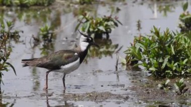 Islak sahilde güzel bir kuş