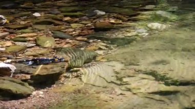 Salamander bir dere (Salamandra salamandra yüzüyor)