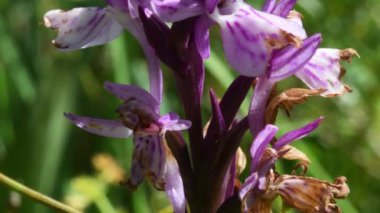 doğanın güzel pembe çiçekler