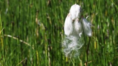 Pamuk otlar, Eriophorum scheuchzeri, dağ, soğuk, bataklık, dere, evcil hayvan, buzul, Gran Paradiso Ulusal Parkı, Cogne, Valnontey, Valle d 'Aosta, İtalya, insan yok,