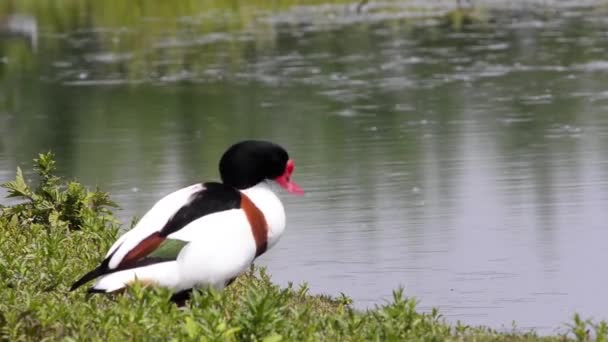 Belo Ganso Selvagem Margem Lago — Vídeo de Stock