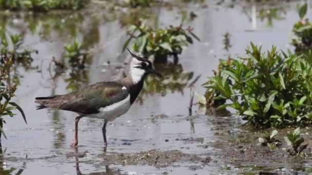 Schöner Vogel Nassen Ufer — Stockvideo