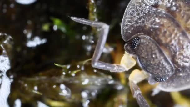 Extrem Närbild Isopod Terrestrial Gråsuggan Kräftdjur Chiridotea — Stockvideo