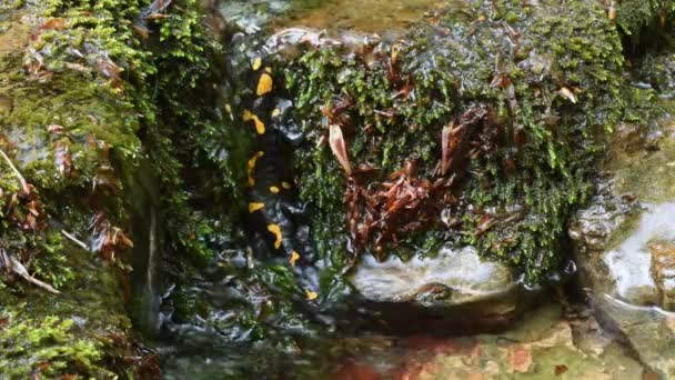 Саламандра Ручье Salamandra Salamandra — стоковое видео