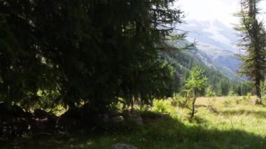 Tespih, aşırı yakın çekim, karasal, isopod, kabuklu, Isopoda