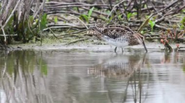 Göldeki kuş ya da nehir suyu