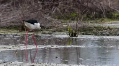 yağmur, Himantopus himantopus, Uzunbacak, ortak Uzunbacak, alaca Uzunbacak, Himantopus himantopus Uzunbacak, yiyecek, su, bacaklar, bataklık, bataklık, yağmur, fırtına, fırtına
