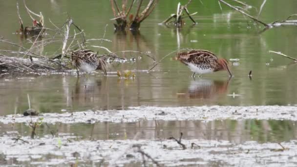 Oiseaux Dans Eau Lac Rivière — Video