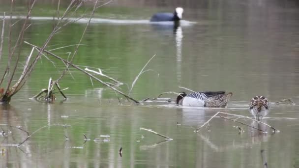 Vögel See Oder Flusswasser — Stockvideo