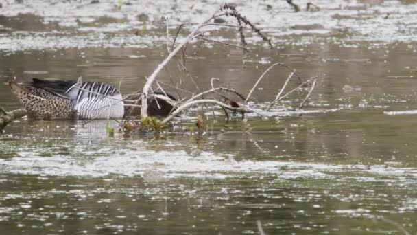 Oiseau Dans Eau Lac Rivière — Video