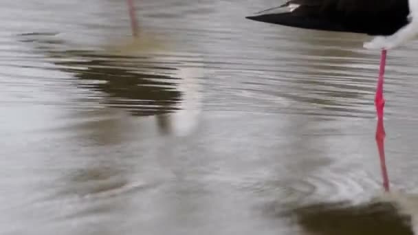 Stelzenbeine Und Spiegelung Himantopus Himantopus Stelzenläufer Vogel Wasser Fütterung Moor — Stockvideo