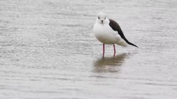 Pernas Stilt Reflexão Himantopus Himantopus Stilt Pássaro Água Alimentação Pântano — Vídeo de Stock