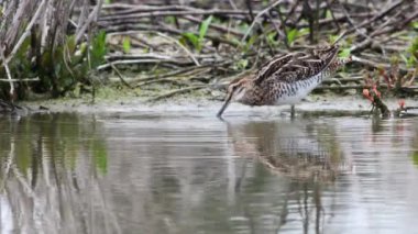 Göldeki kuş ya da nehir suyu