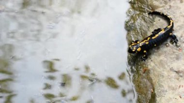 Yangın semender, semender, Salamandra salamandra, caddis sinek larvası, su, dere, sel, acquatic, nehir, Albavilla, Como, Lombardia, İtalya