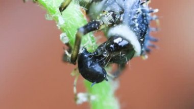 uğur böceği larvası, Coccinella septempunctata, aşırı yakın çekim,