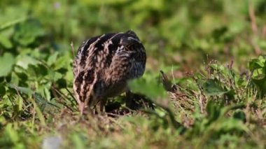 su çulluğu (Gallinago gallinago) bataklıkta besleniyor
