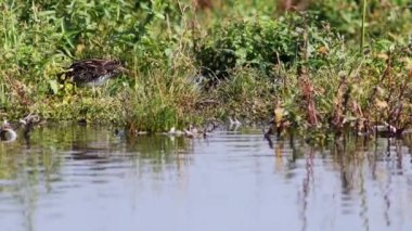 su çulluğu (Gallinago gallinago) bataklıkta besleniyor