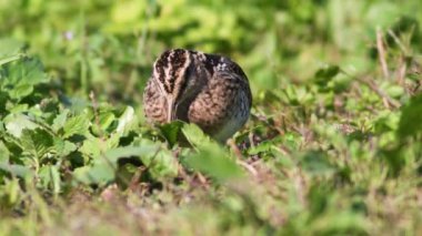 su çulluğu (Gallinago gallinago) bataklıkta besleniyor