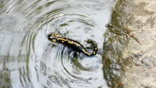 Feuersalamander Salamander Salamandra Salamandra Schwimmen Wasser Bach Bach Aquatic Fluss — Stockvideo