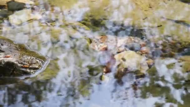 Огненная Саламандра Саламандра Саламандра Крупным Планом — стоковое видео