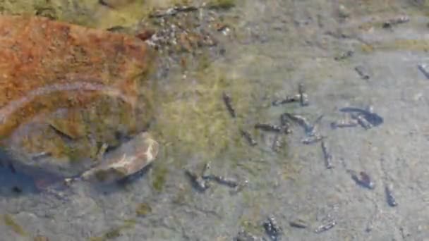 Bach Salamanderlarve Tricoptera Larve Tropfen — Stockvideo