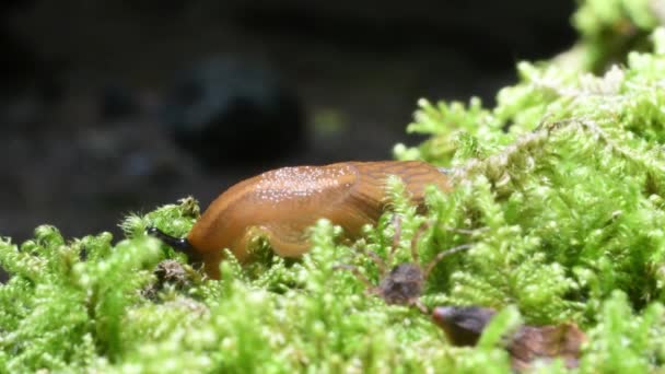 Slug Familjen Arionidae Gasteropoda Undervegetation — Stockvideo