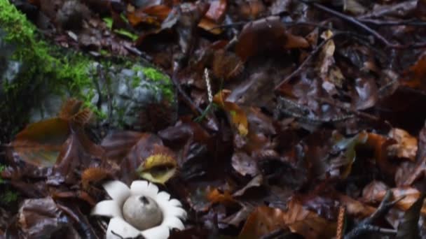 Geastrum Saccatum Mushroom Wood Underwood — Stock Video