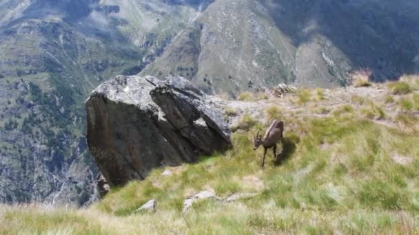 Dağ Keçisi Boquetin Capra Ibex Memeli Dağ Dağlar Yaz Valnoney — Stok video