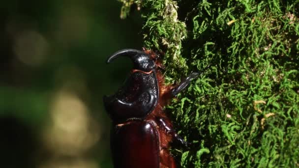 Escarabajo Rinoceronte Oryctes Nasicornis Sobre Almizcle Coleópteros — Vídeo de stock