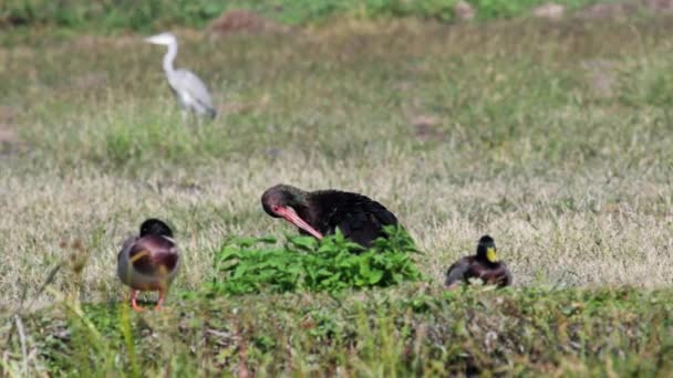 Ciconia Nigra Rodziny Bocianowatych Ciconiidae Bocian Czarny Ptak Vercelli Włochy — Wideo stockowe