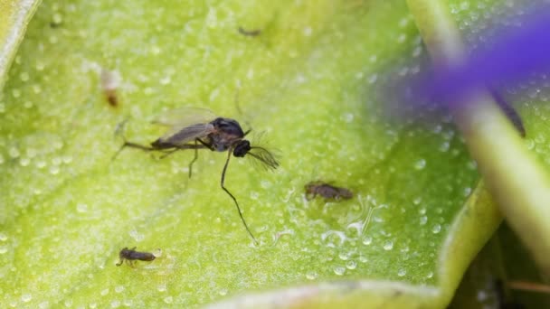 Mosquito Gevangen Genomen Door Vleesetende Plant Alpine Butterwort Pinguicola Alpina — Stockvideo