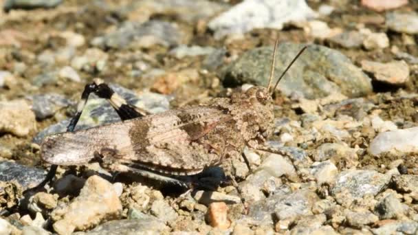 バッタは 地面に卵を産む Oedipoda Cerulescens その後 それは離れて行く — ストック動画