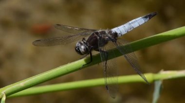 Doğanın yeşil dalında yusufçuk