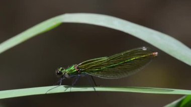 Doğanın yeşil dalında yusufçuk