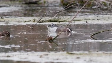 Göl veya nehir suyundaki kuşlar