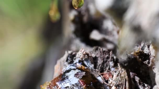 Resina Pinaster Marítima Rio Ticino Itália Casca Tronco Amarelo Pinus — Vídeo de Stock