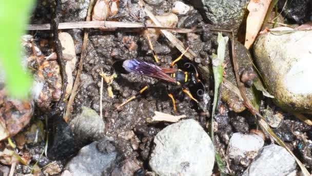 Insect Grond Zonnige Dag — Stockvideo